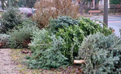 Broyage des sapins de Noël