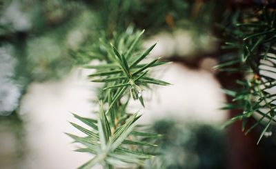Horaires Mairie et déchèterie