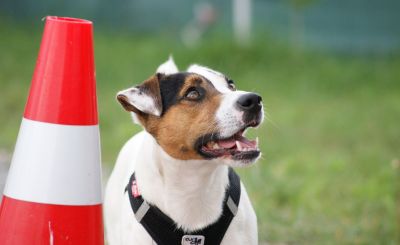Club canin de la Basse-Zorn