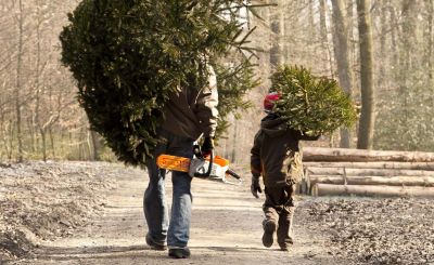 Broyage des sapins de Noël
