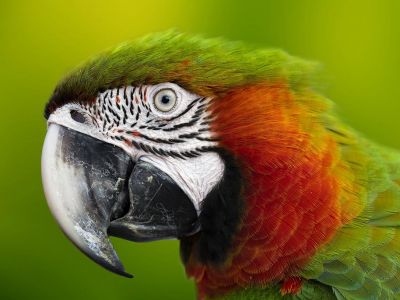 Exposition ornithologique